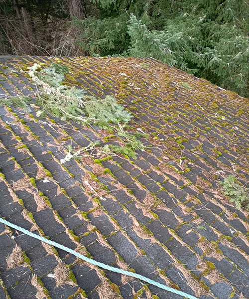 Roof Cleaning in Centralia 